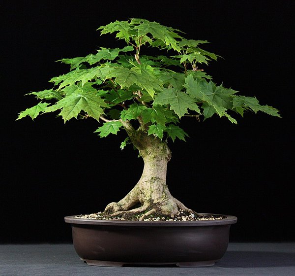 Acer platanoides.JPG
