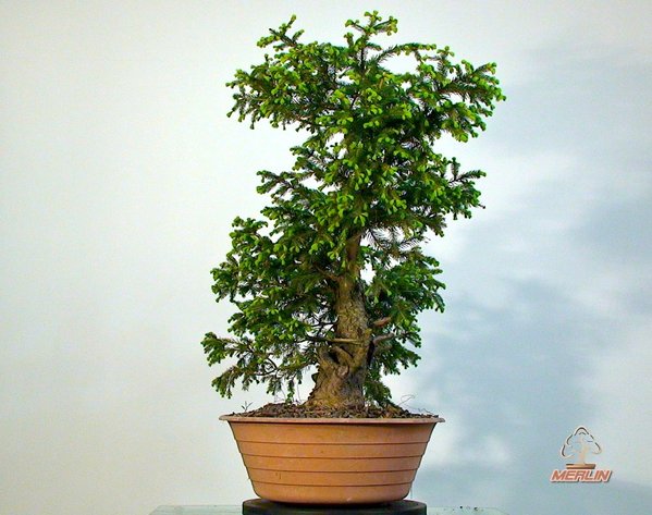 PicaAbiesMai2013Merlin_3.jpg
