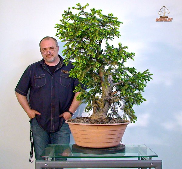 PicaAbiesMai2013Merlin_8.jpg