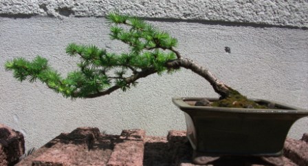 Larix decidua, Halbkaskade 2 (2013).JPG