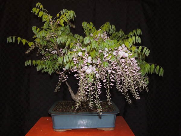 v wisteria (1).JPG