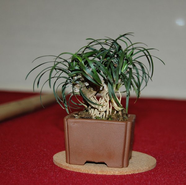 DSC_0004.JPG