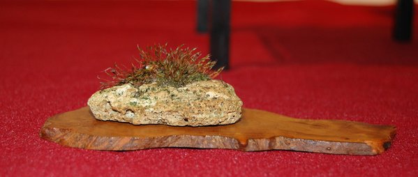 DSC_0049.JPG