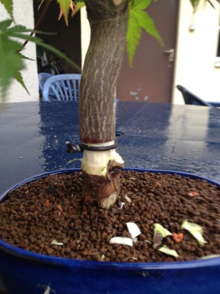 acer_2013_5_01.jpg