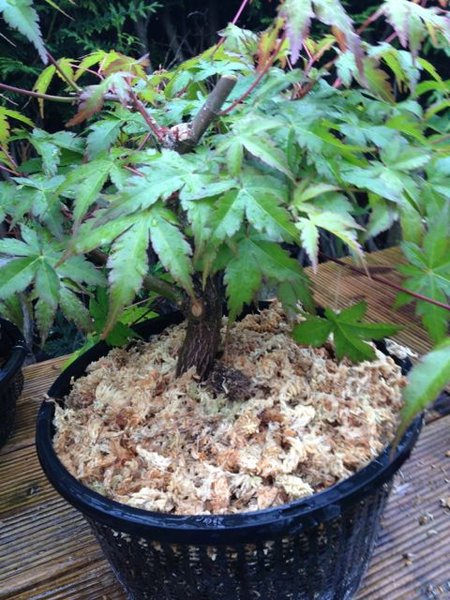 acer_2013_5_02.jpg