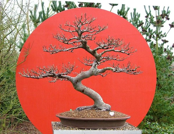 Logobaum_Enger_2007.jpg