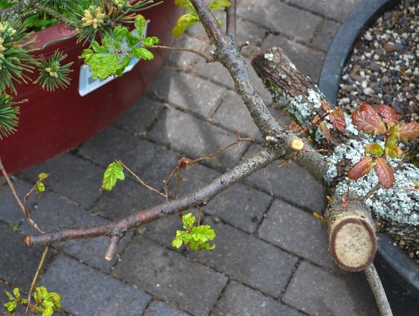 DSC_0007b-small.jpg