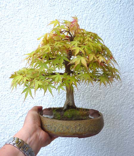 Acer Palmatum - Katsura-2013.jpg