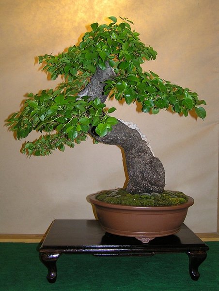 a074.jpg