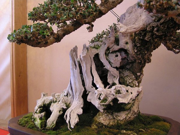 Detail, tolles Totholz
