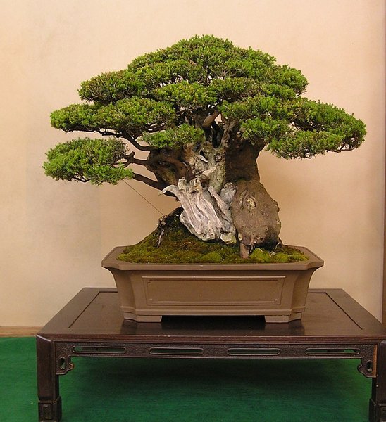 Hammer-Baum-Erika