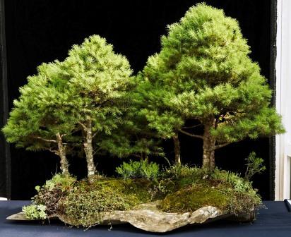 Platz 3 - Wald aus Zuckerhutfichten