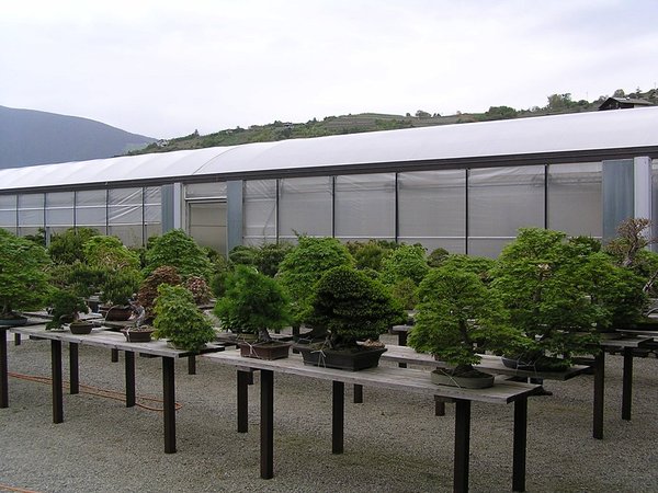 Eine picobello gepflegte Bonsai-Anlage