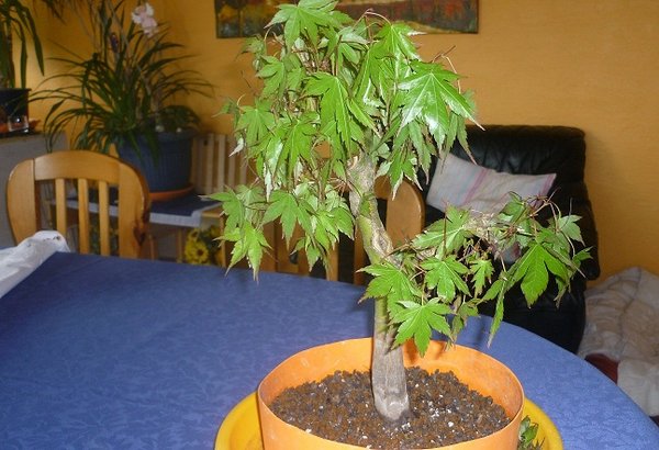 bonsai1.jpg