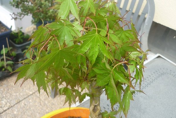 bonsai3.jpg