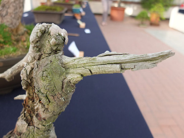 dieser Jin war nicht mehr an einem Baum sondern Beiwerk zum Baum