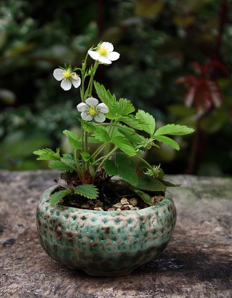 Fragaria vesca, Wald-Erdbeere.JPG