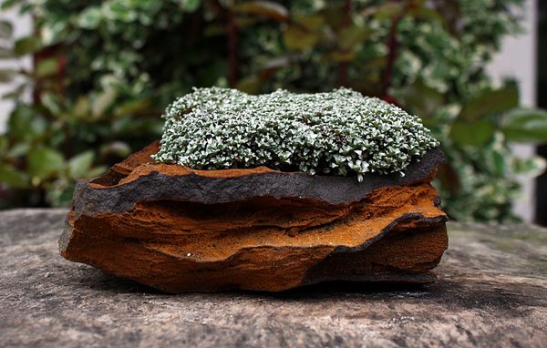 Raoulia australis, Schafsteppich.JPG