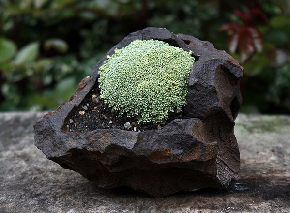 Arenaria lithops, Zwerg-Sandkraut.JPG