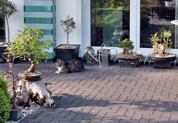 problemfall moos, kann ich nur direkt am haus parken sonst ist das moos weg