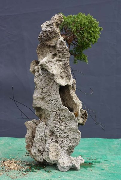 Felsenpflanzung Baum1_1.jpg
