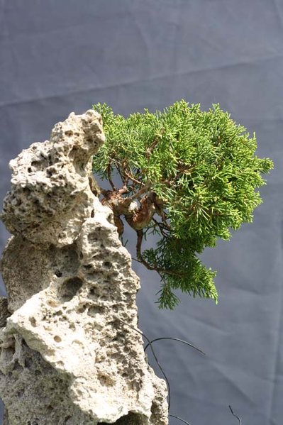 Felsenpflanzung Baum1_3.jpg