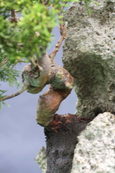 Felsenpflanzung Baum2_2.jpg