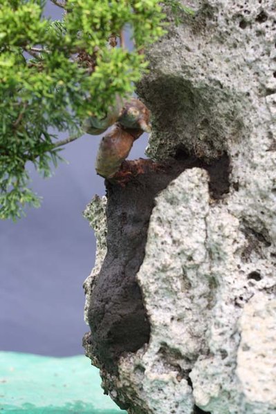 Felsenpflanzung Baum2_3.jpg