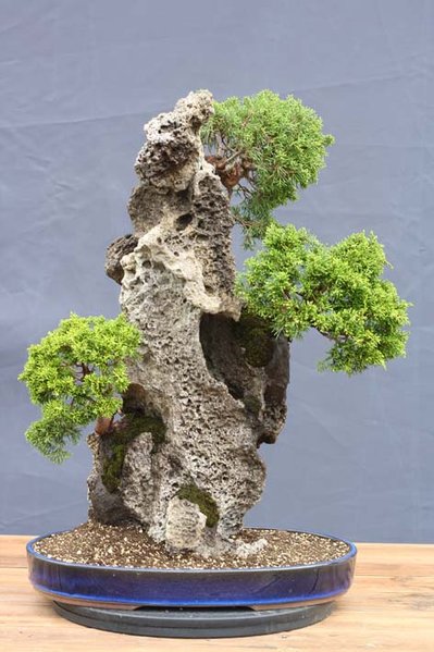Felsenpflanzung Baum3_1.jpg