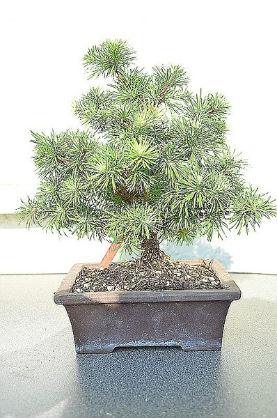 Larix3Larix.jpg