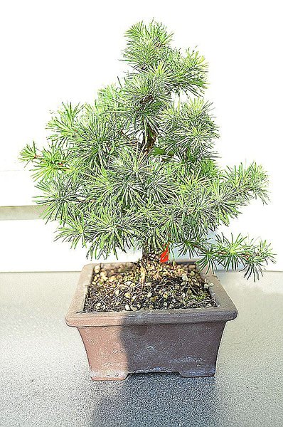 Larix3Larix  (1).jpg