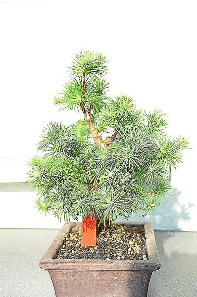 Larix3Larix  (3).jpg