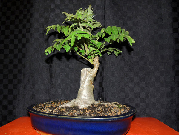 Rhus typhina.JPG