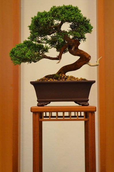 DSC_0050 (424x640).jpg