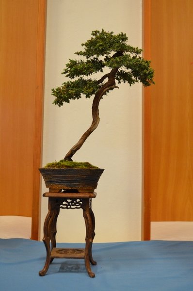 DSC_0048 (424x640).jpg
