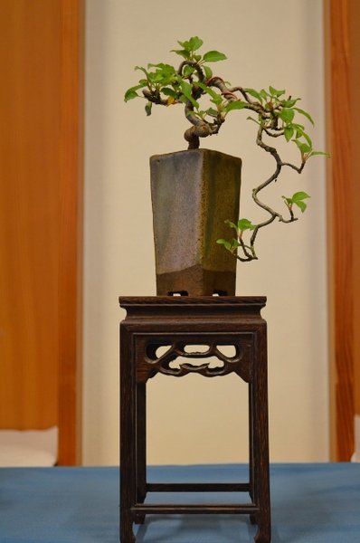 DSC_0051 (424x640).jpg