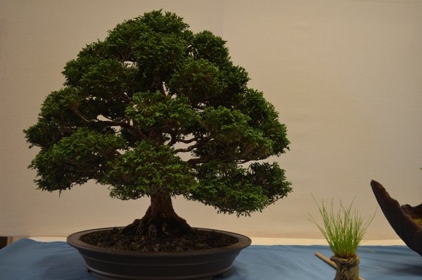 DSC_0063 (640x424).jpg