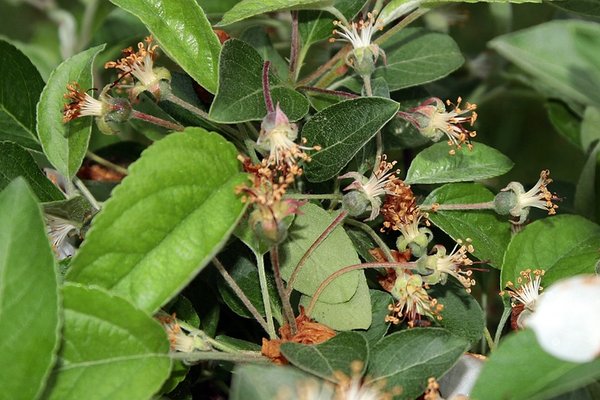 Malus_IMG_6480x.jpg