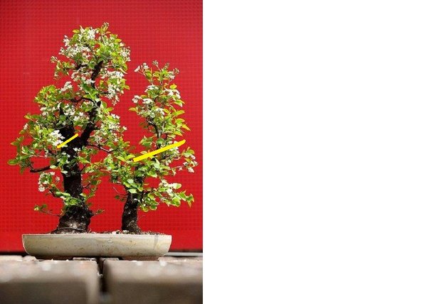 000Acer Deshojo 03-13.jpg
