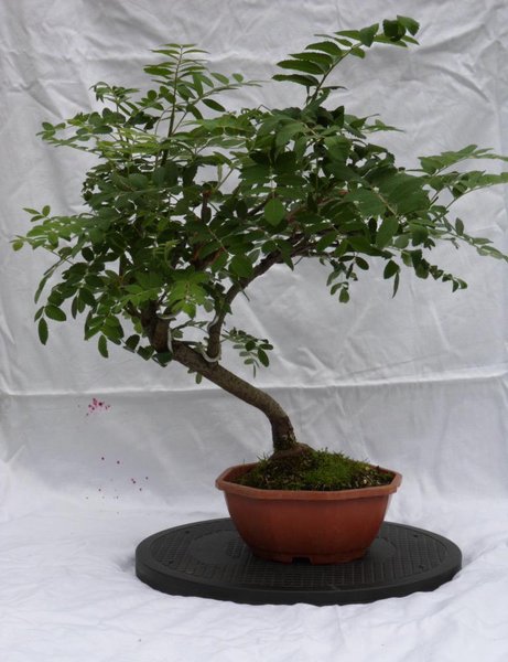 Speierling2.jpg