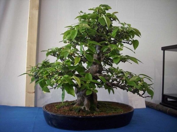 DSCI0009.jpg