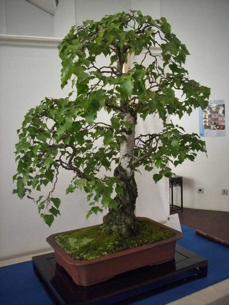 DSCI0050.jpg