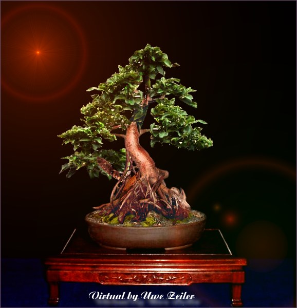 UweZeilerFicus2.jpg