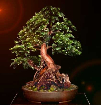 Uwezeilerficus2.jpg