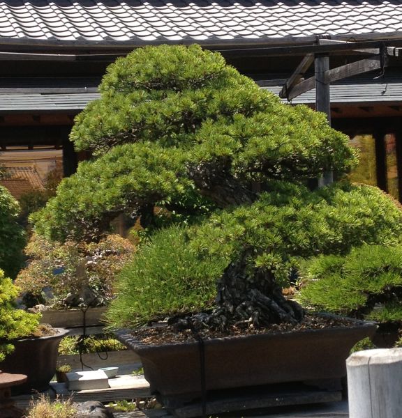 aichien_06.jpg