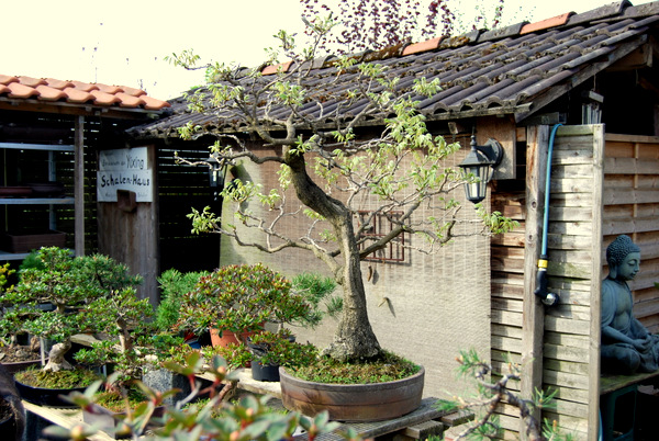 DSC_1528.JPG