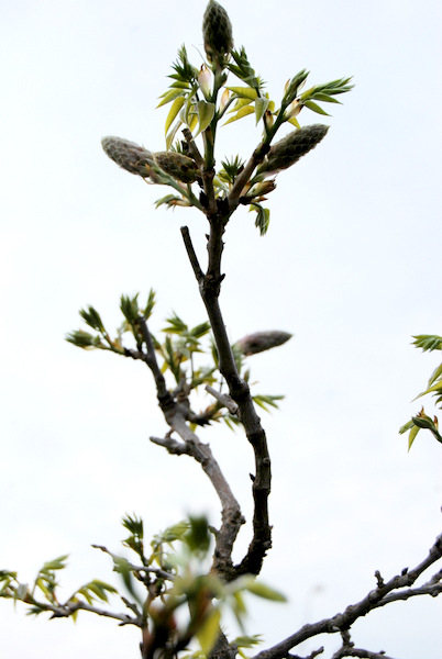 DSC_1530.JPG