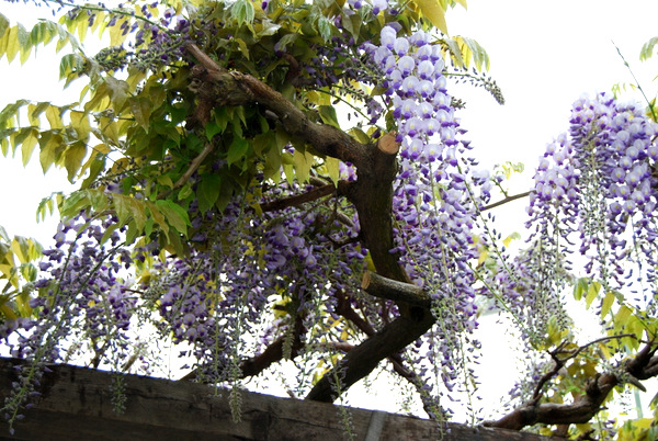 DSC_1538.JPG