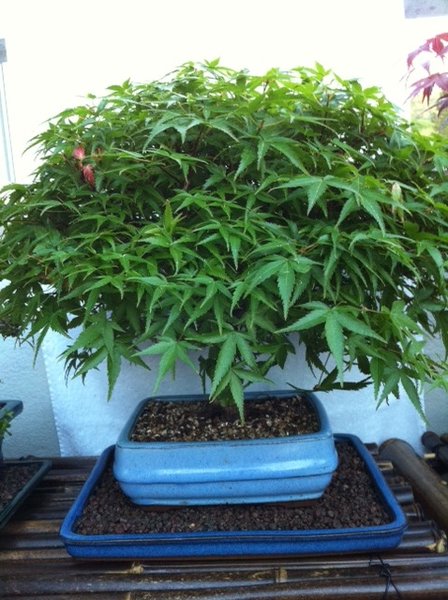 Jap. Acer Ahorn 35 cm