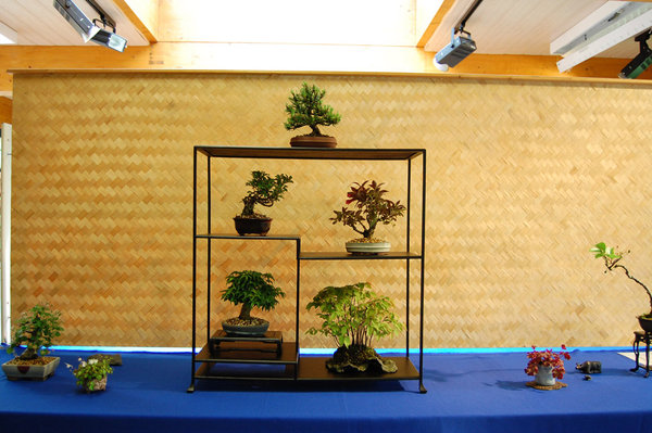 14. Bonsaitage OS Shohin04.jpg
